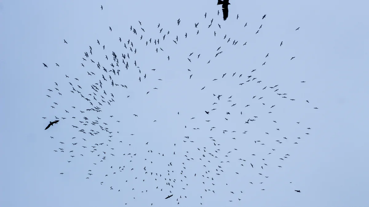 Raptor Migration and Kettling