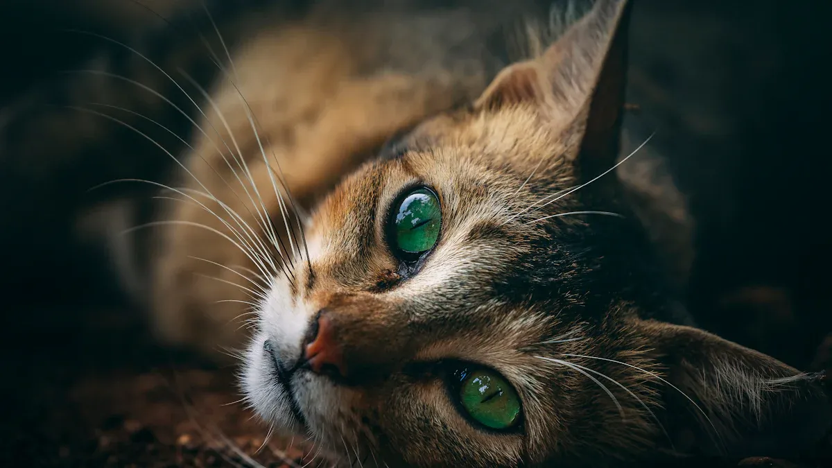 Domestic vs. Wild Cats