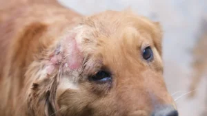 Do Purebred Dogs Have More Health Problems? Genetics, Breeding, and Canine Health Issues