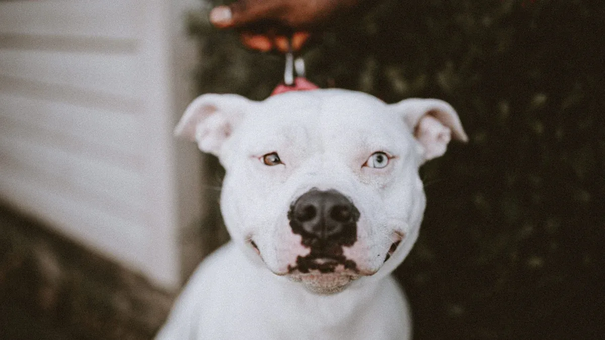American Bulldog