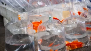 What Size Aquarium Airline Tubing Do You Need?