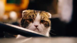 Signs of an Anxious Cat