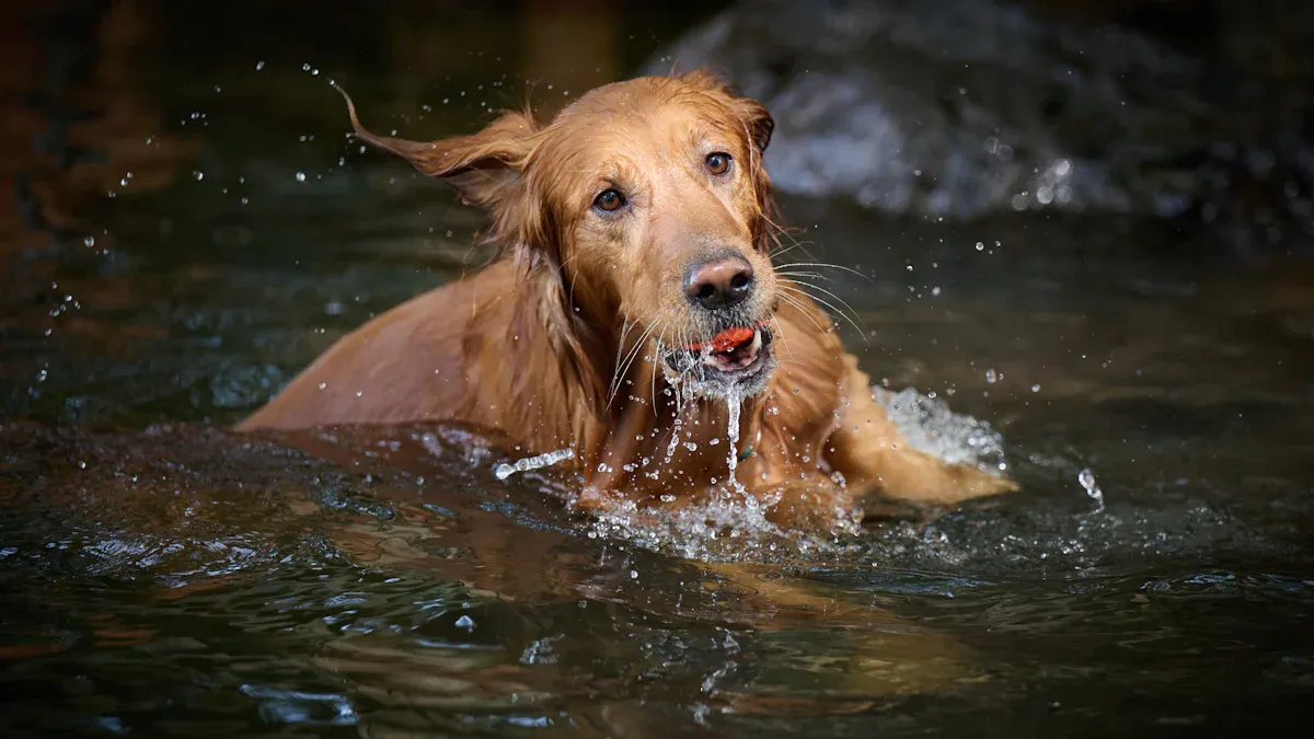 Humidity Effects on Dogs
