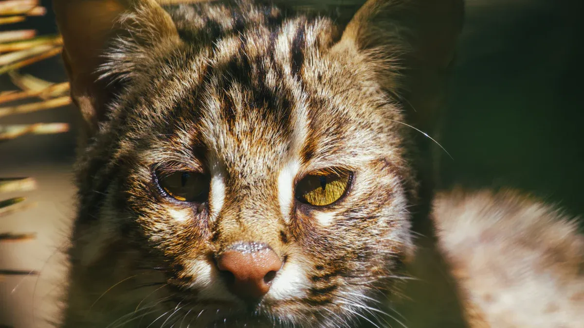 What is a Jaguarundi: Habitat, Behavior, and Unique Information on the Mysterious Small Wild Cat