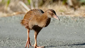 Inaccessible Island Rail: Facts, Habitat, and Conservation Status of the World'
lazy