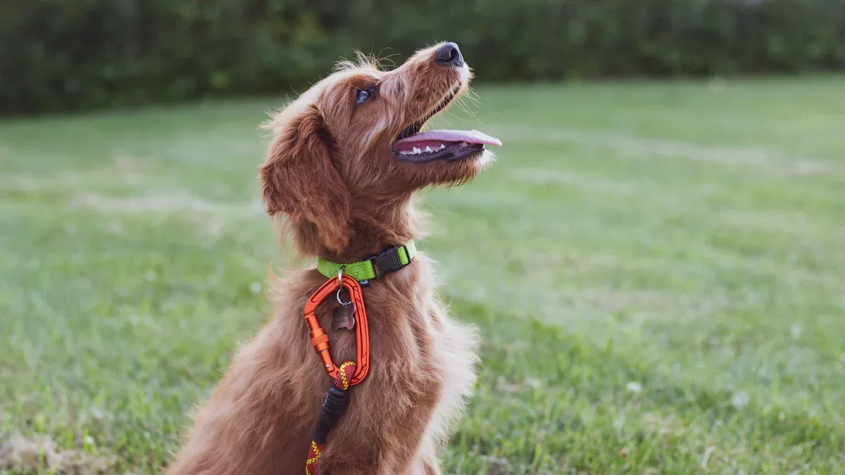Training, Breeds, and Uses of the Best Hunting Companion Dogs