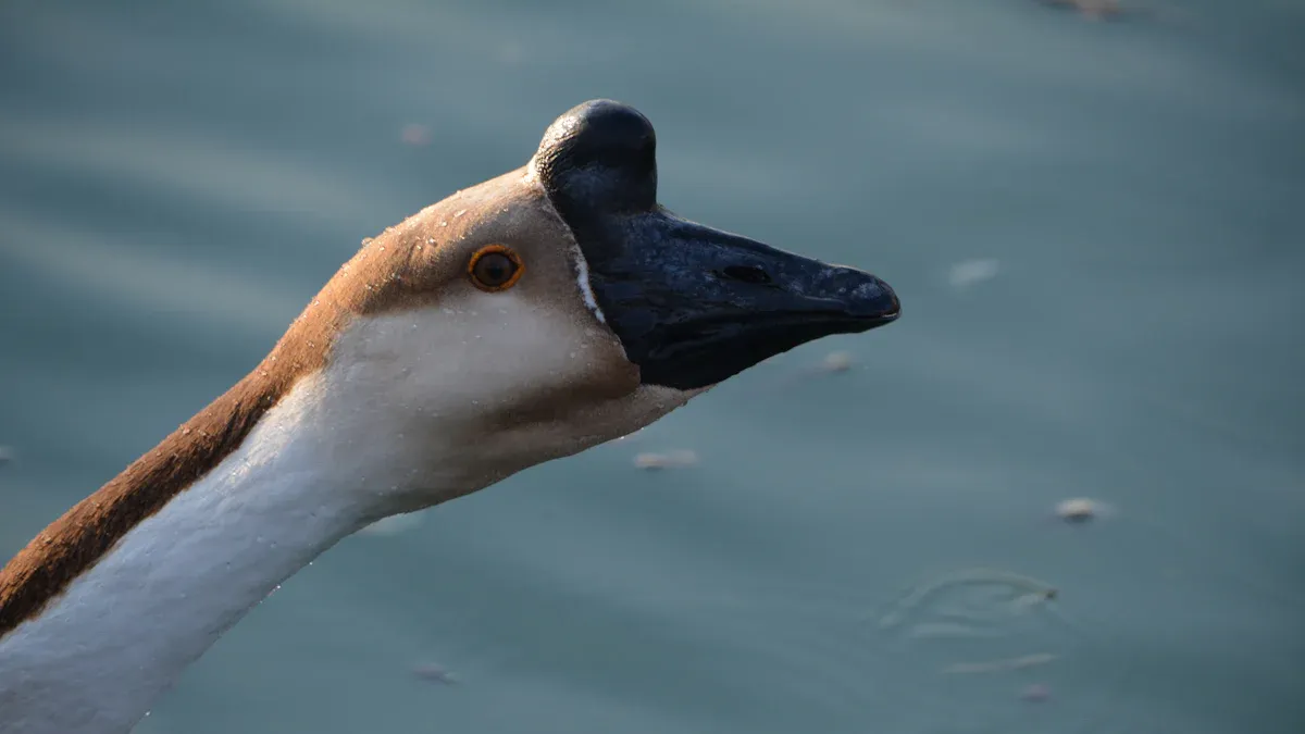 Common Eye Disorders In Birds: Symptoms, Causes, and Treatment of Avian Ocular Diseases