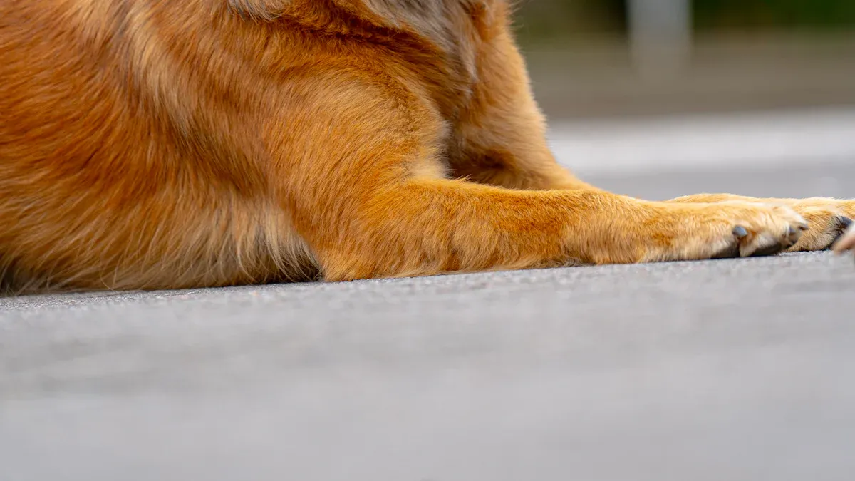 Dog Lifespan Chart: Average Lifespan by Breed, Factors, and How to Maximize Longevity