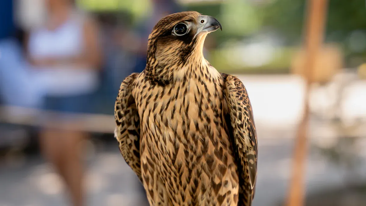 Hawks and Falcons in New York