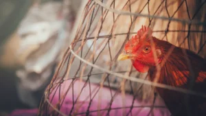 Does Chicken Wire Keep Rabbits Out of the Garden?
