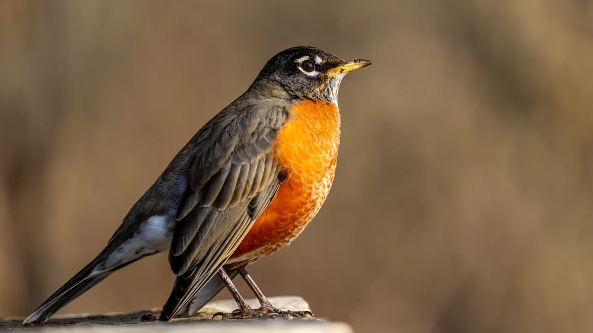 American Robin Appearance