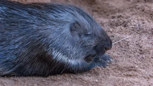 How to Safely Remove Porcupine Quills from a Dog