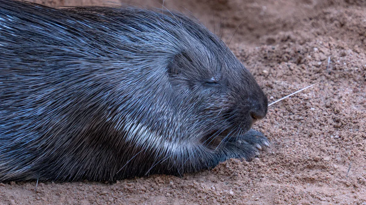 How to Safely Remove Porcupine Quills from a Dog