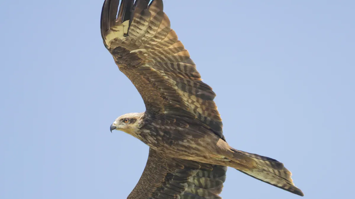 Why Do Hawks Gather In Large Groups? Understanding Raptor Migration, Roosting, and Kettling Behavior