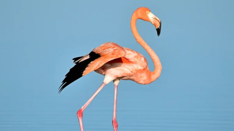 Birds in Quintana Roo: Guide to Tropical Avian Species in the Yucatan Peninsula
