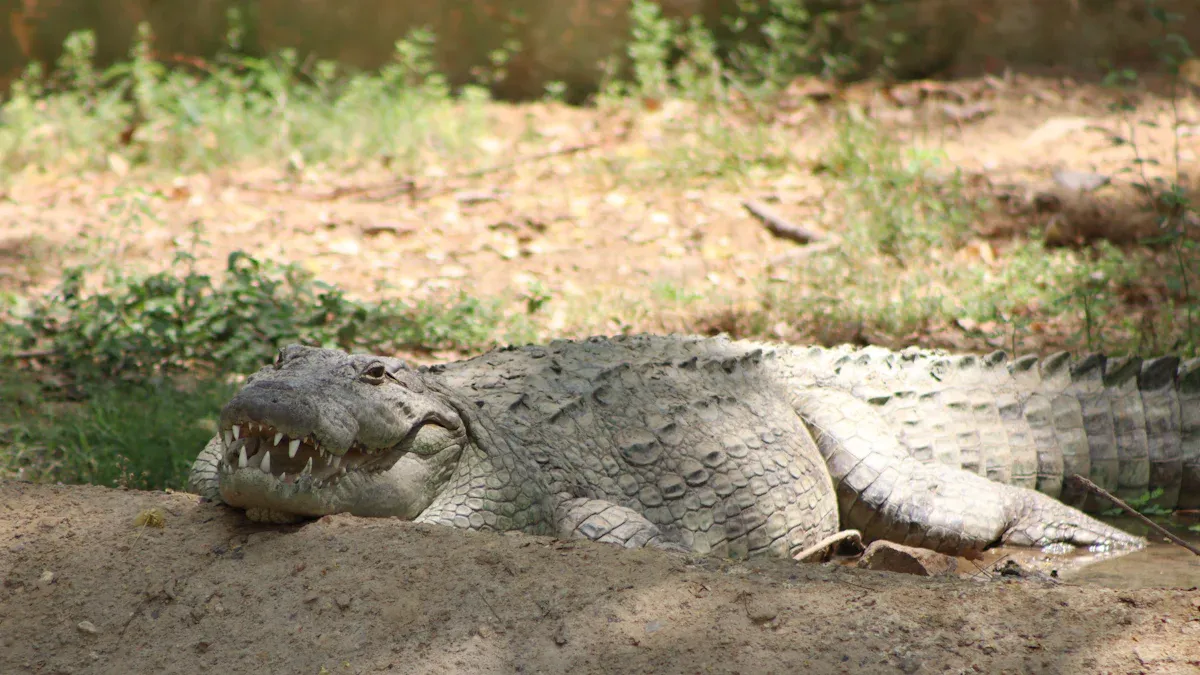 Habitat of the Mugger Crocodile