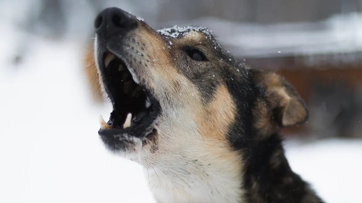 Understanding the Siberian Husky’s Unique Vocalizations and Howling
