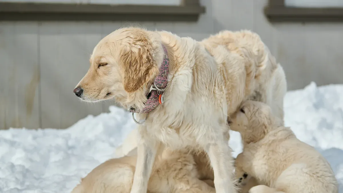 Types of Dog Boarding Services