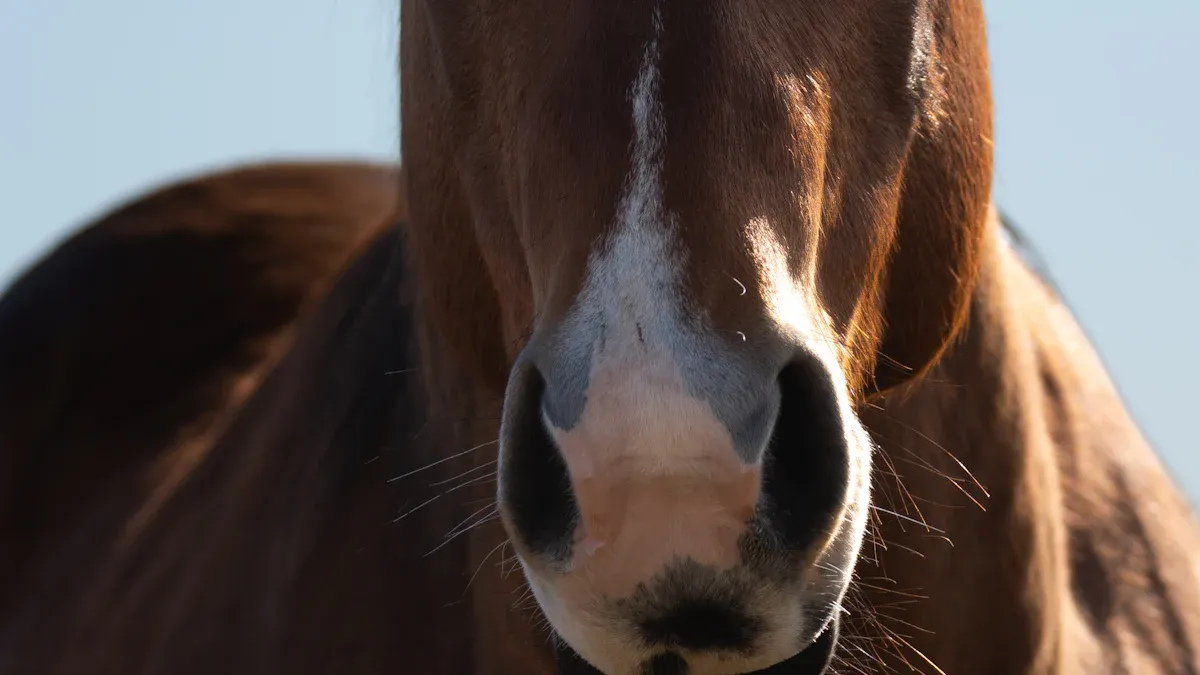 Blood Transfusions in Horses