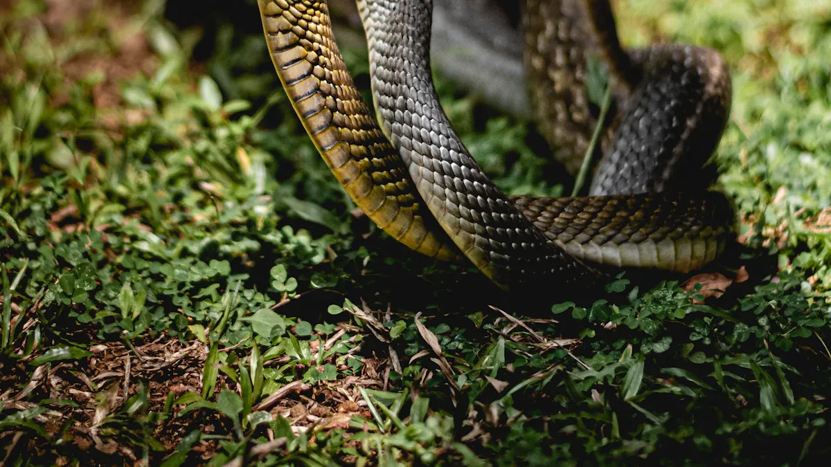 Indian Cobra