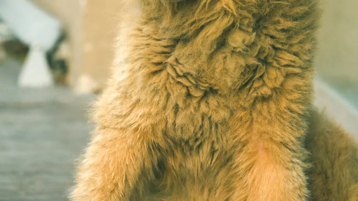 What Humidity Is Too High for Dogs?