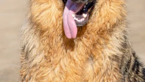 Nagazi Dog: History, Temperament, and Facts About the Rare Ancient Breed