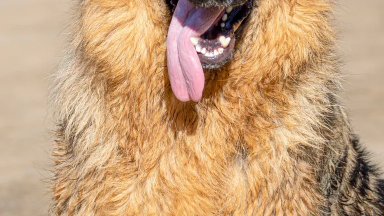 Nagazi Dog: History, Temperament, and Facts About the Rare Ancient Breed