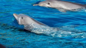 Atlantic Spotted Dolphin: Habitat, Behavior, and Facts About This Highly Social Mammal