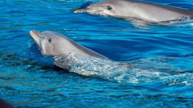 Atlantic Spotted Dolphin: Habitat, Behavior, and Facts About This Highly Social Mammal