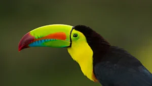 Exploring the Most Colorful and Rare Tropical Bird Species