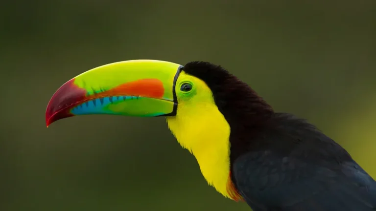 Exploring the Most Colorful and Rare Tropical Bird Species
