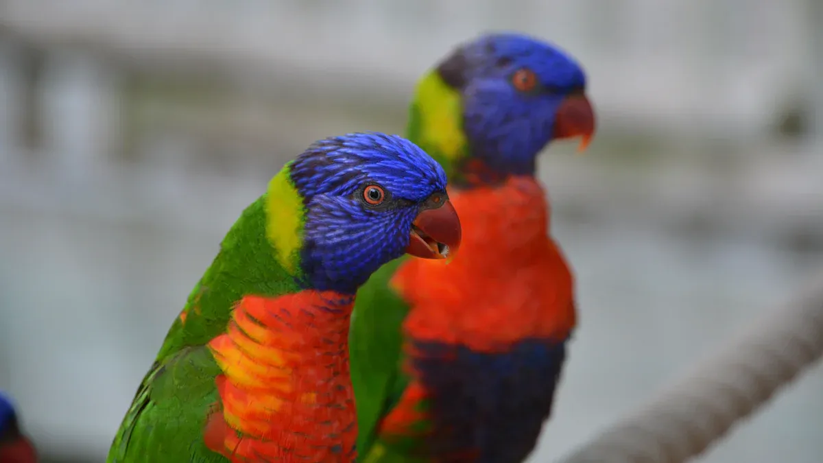 Common Urban and Suburban Birds In Melbourne