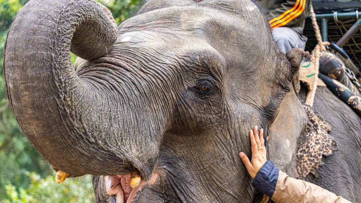 Exploring the Friendliest Animals: Wild and Unexpectedly Sociable