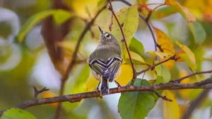 Ruby Crowned Kinglet: Facts and Identifying This Small Migratory Bird