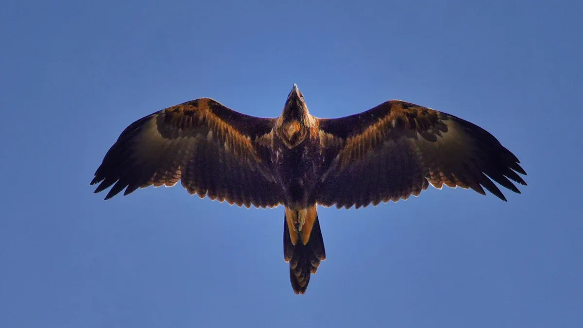 Eagles and Ospreys of New York