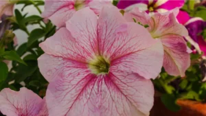 How To Keep Rabbits From Eating Petunias