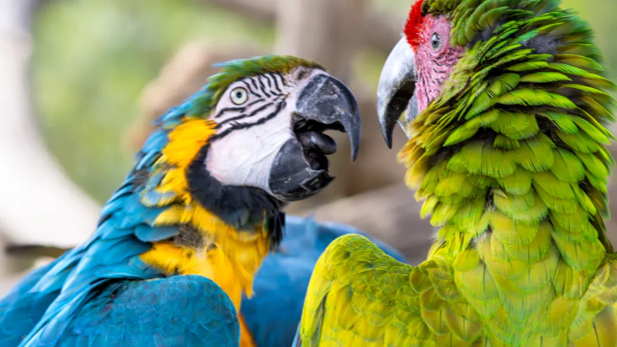 Iconic and Endemic Birds of Colombia