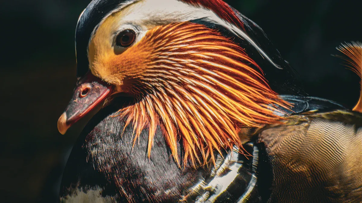 The Mandarin Duck: An Asian Icon