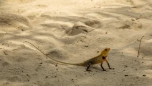 What Does The Western Fence Lizard Eat? Diet, Foraging Habits, and Reptile Nutrition