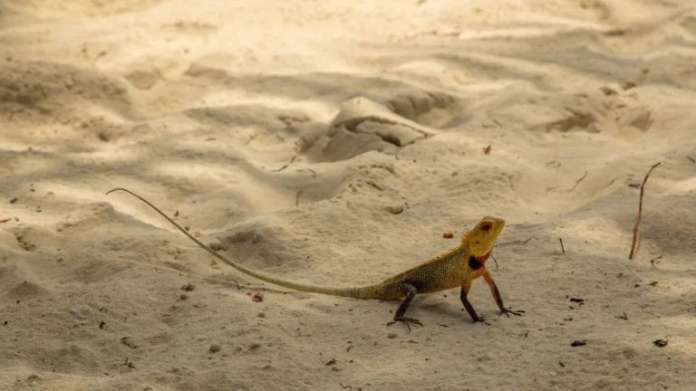 What Does The Western Fence Lizard Eat? Diet, Foraging Habits, and Reptile Nutrition