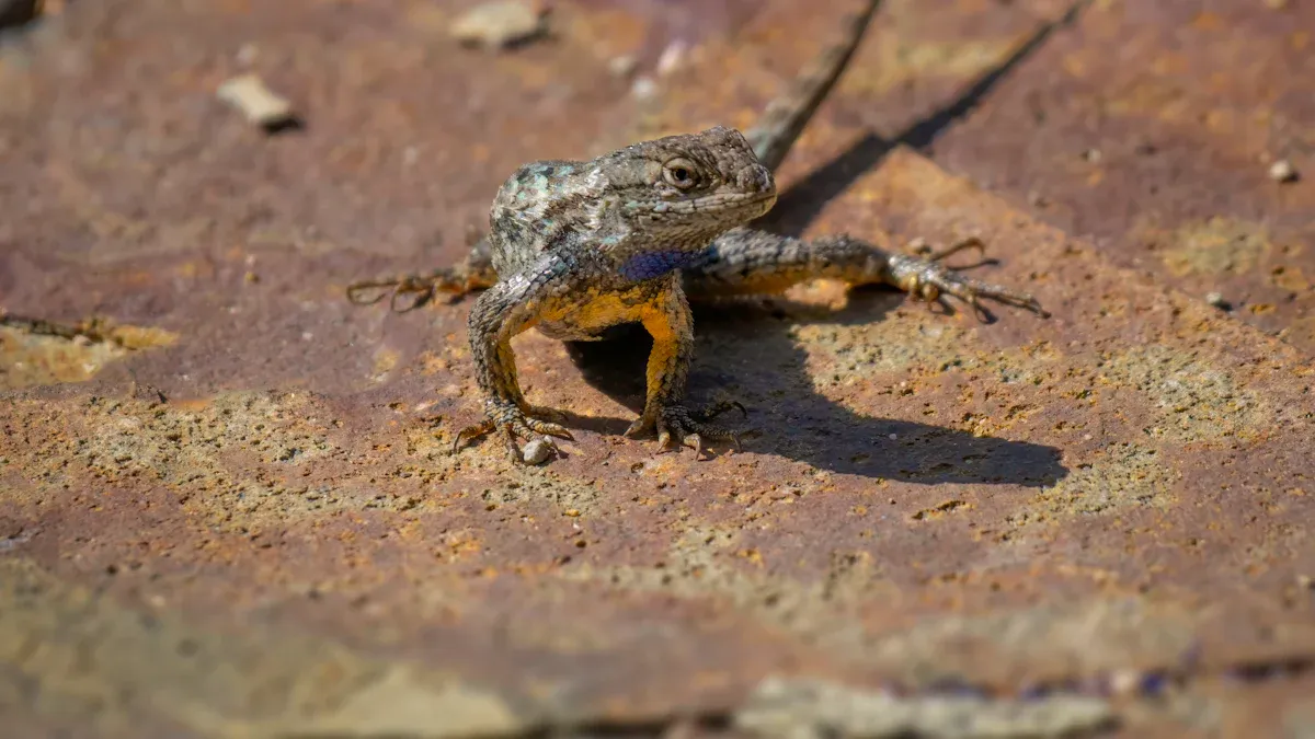 Western Fence Lizard Diet