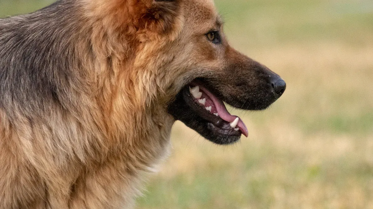 Nagazi Dog Temperament