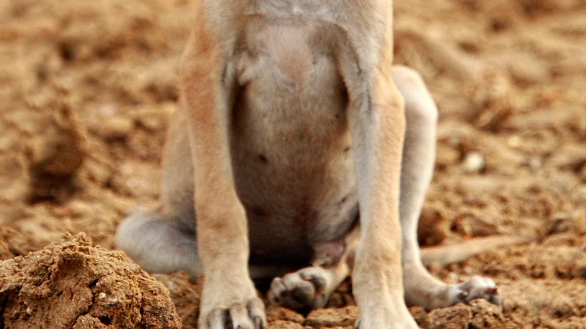 American Pit Bull Terrier
