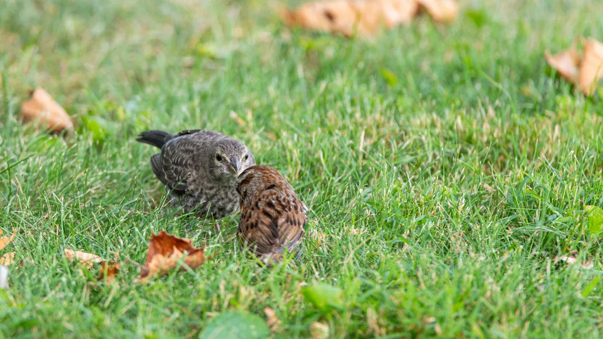 Pennsylvania Birds in Backyards
