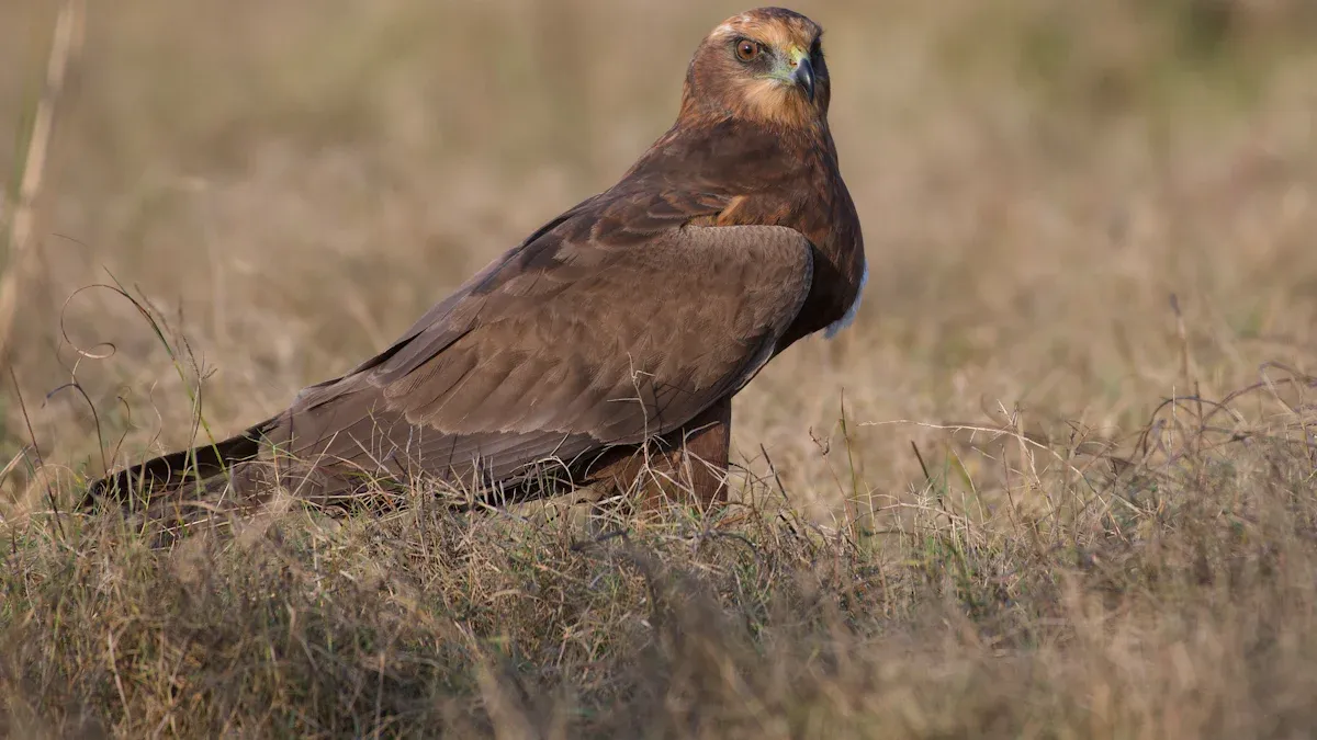 Key Moorland Birds: Raptors