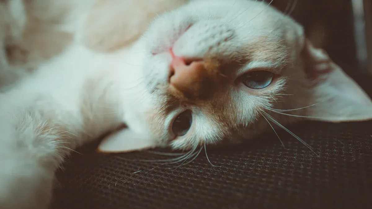 Why Is My Cat’s Ear Folded Down?