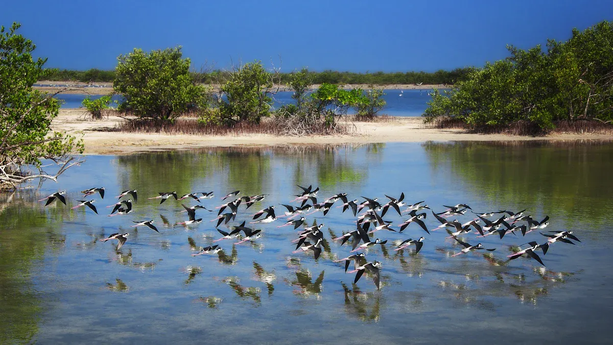 Best Birdwatching Locations