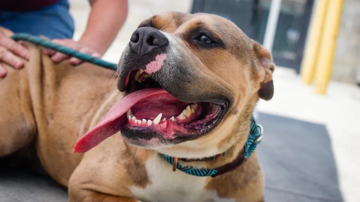 15 Dog Breeds That Originated in the United States