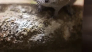 African Spiny Mouse: Care Guide, Facts, and Unique Features of the Acomys Species