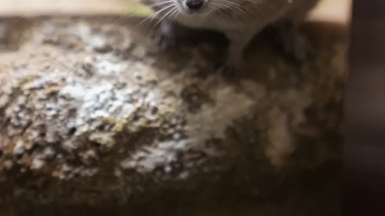 African Spiny Mouse: Care Guide, Facts, and Unique Features of the Acomys Species